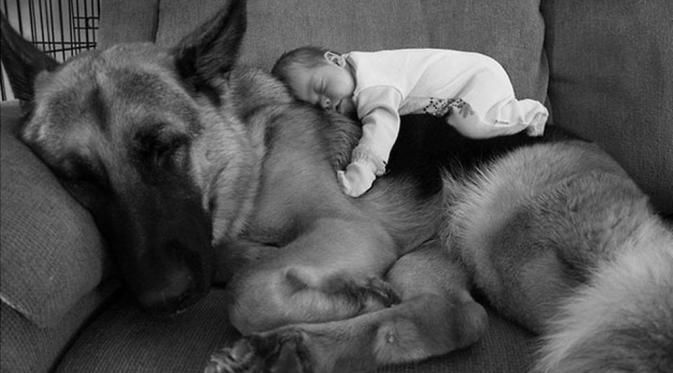 Anjing dan anak bayi ini kompak tidur bersama. (via: buzzfeed.com)