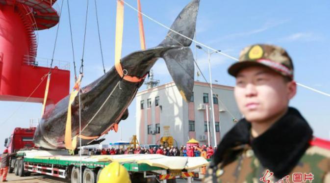 Dugaan ini diperkuat dengan pernyataan pendiri Museum Dalian di Liaoning Sui Hongjin saat melakukan otopsi terhadap tubuh paus raksasa itu. (Shanghaiist.com)