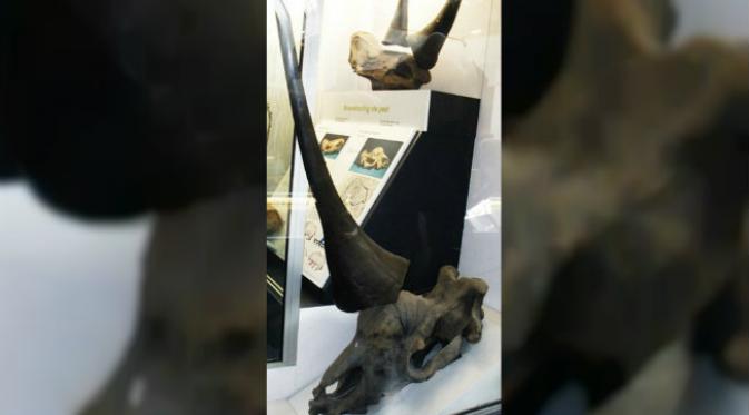 Rekaan tanduk Elasmotherium sibiricum berdasarkan ukuran tengkorak, pajangan di London Museum of Natural History.