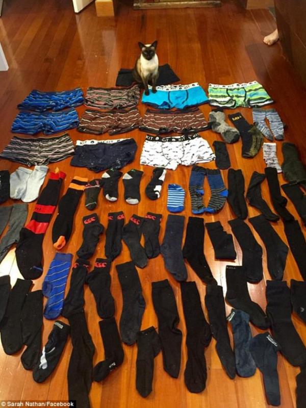 Brigit, kucing betina yang suka mencuri pakaian dalam lelaki. (Sarah Nathan/Facebook)