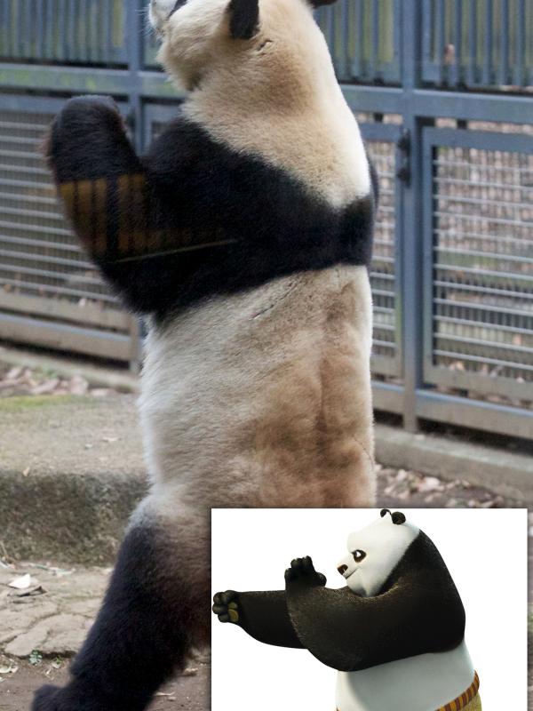 Panda yang pandai melakukan Kung Fu | via: thesun.co.uk