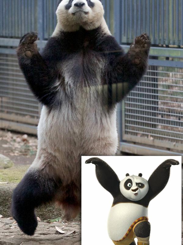 Panda yang pandai melakukan Kung Fu | via:  thesun.co.uk