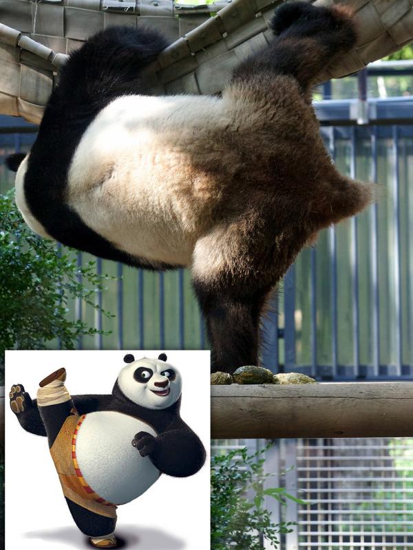 Panda yang pandai melakukan Kung Fu | via:  thesun.co.uk