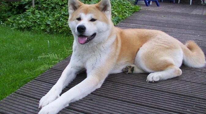 Anjing Akita. (Wikipedia)