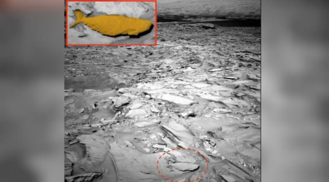Rover Curiosity milik NASA berhasil memotret benda yang diduga sebagai ikan oleh pemburu UFO (Foto: NASA).