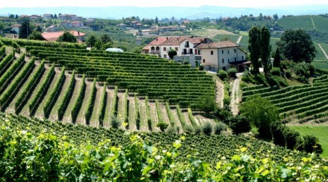 Kawasan Piedmonte di utara Italia terkenal sebagai daerh penghasil minuman wine bermutu tinggi. (Sumber Wikimedia)