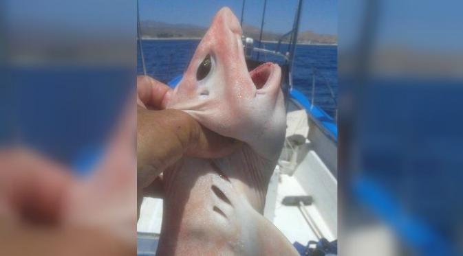 Tidak seperti hiu-hiu pada umumnya, ikan ini justru memilki bagian perut yang besar dan membuncit, dengan mata seperti alien.(Facebook Pisces Sportfishing Fleet)