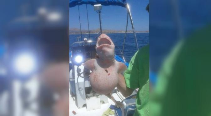Oleh para nelayan yang menangkapnya di lepas pantai Cabo, Meksiko awal pekan ini, hiu berbentuk aneh tersebut disebut sebagai alien fish atau 'ikan alien'.(Facebook Pisces Sportfishing Fleet)