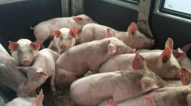 Demi menghemat biaya, peternak babi ini menjejalkan 20 ekor babi di bagian belakang van kecilnya. (Sumber Shanghaiist.com)
