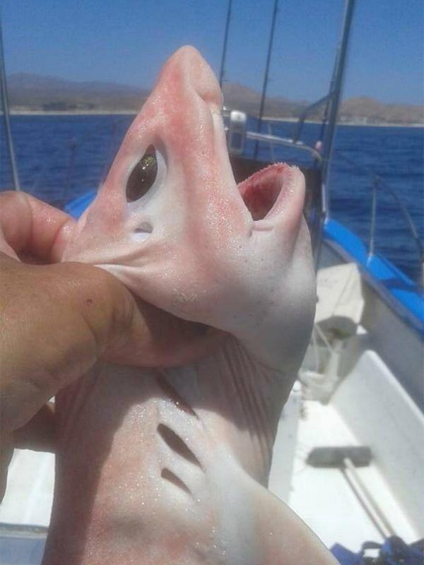 'Ikan Alien' yang berhasil ditangkap di perairan Cabo, Meksiko. (Jamie Rendon Dr Pescado/Pisces Sportfishing)