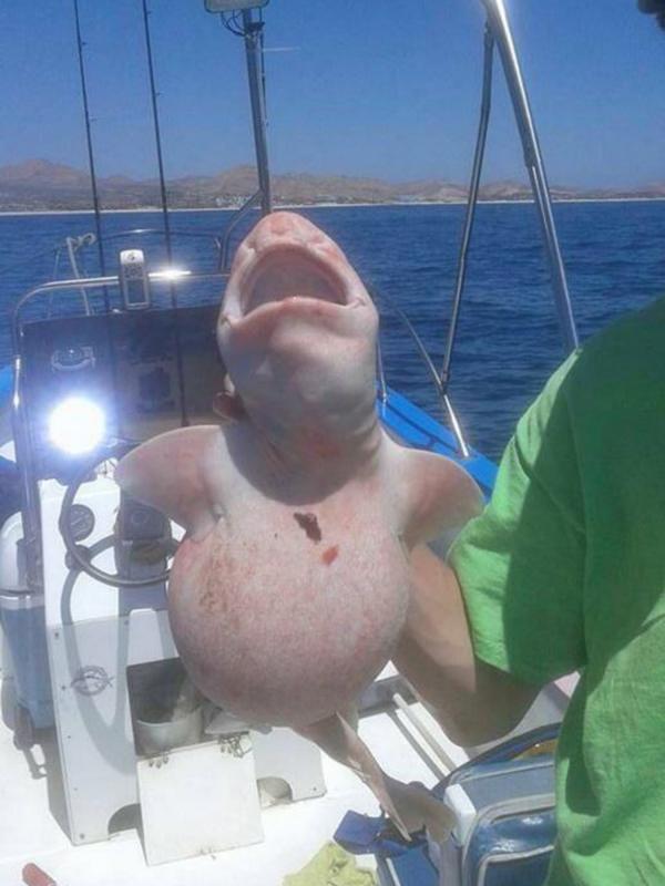 'Ikan Alien' yang berhasil ditangkap di perairan Cabo, Meksiko. (Jamie Rendon Dr Pescado/Pisces Sportfishing)