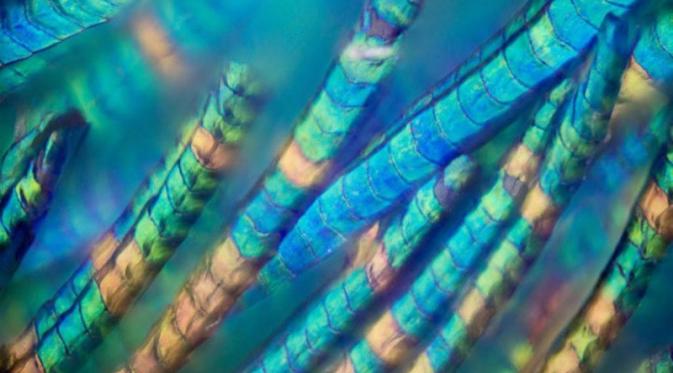 Bulu merak dilihat dari mikroskop. Foto: Waldo Nell