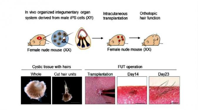 Hasil percobaan Riken yang menumbuhkan jaringan kulit dari sel-sel gusi. (Sumber Riken)