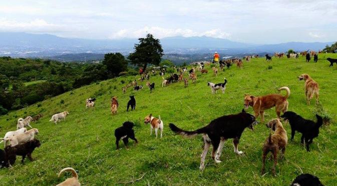 Land of Strays, Tanah 900 Anjing yang Diselamatkan di Kosta Rika. Sumber : mymodernmet.com