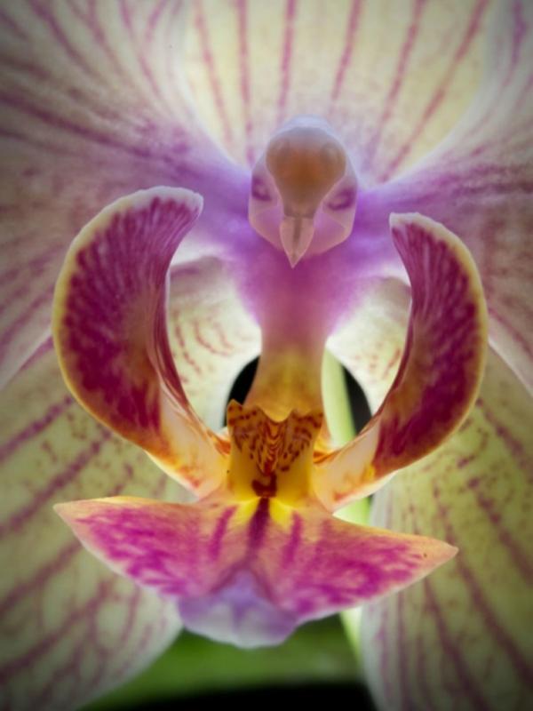 Bunga Phalaenopsis mirip burung. (Via: pinterest.com)