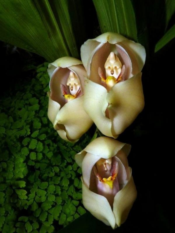 Bunga Anguloa Uniflora mirip bayi terbungkus kain. (Via: pinterest.com)