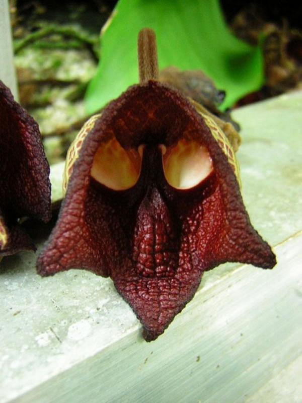 Bunga Aristolochia Salvadorensis mirip Dart Vader. (Via: pinterest.com)