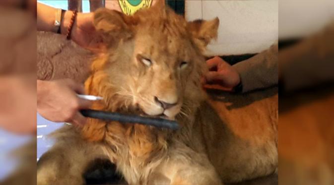 Seekor singa diduga dibius untuk melayanni berfoto-foto bersama pengunjung. (scorpionmonitor.org)