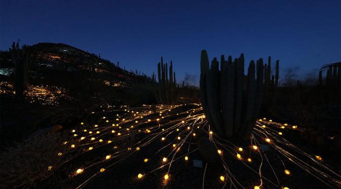 Desert Botanical Garden, Arizona, Amerika Serikat. (Via: boredpanda.com)