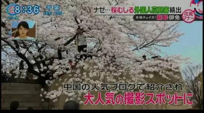 Demi foto sefie, wisatawan Cina ini rela memanjat pohon ceri dan menjadi pemberitaan di seluruh Jepang. (via: istimewa)