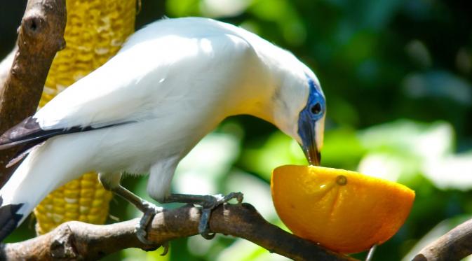 Pesona Jalak Bali, Spesies Langka yang Jadi Buruan Pecinta Burung. (Foto: 2.bp.blogspot.com)