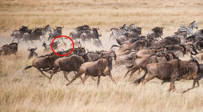 Kamuflase Citah di antara kawanan Gnu (Foto: Ingo Gerlach/Fortitude Press).
