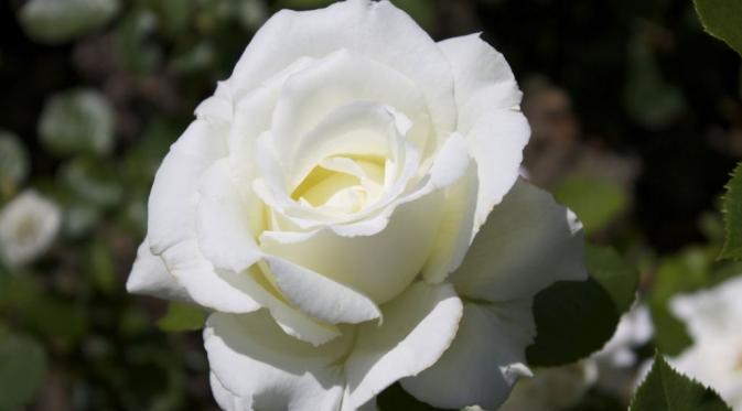 'Princess of Wales' Rose. (Via: housebeautiful.com)