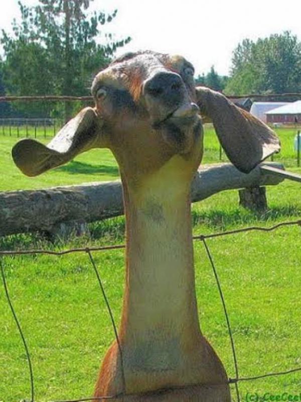 Foto 10 kambing jenaka bikin harimu ceria | Via: istimewa