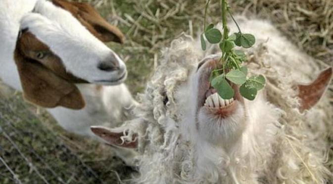 Foto 10 kambing jenaka bikin harimu ceria | Via: istimewa