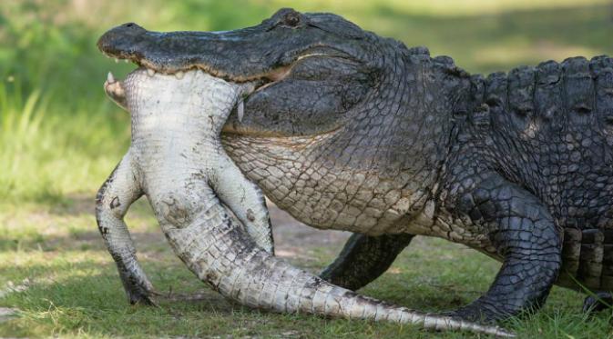 Seekor buaya besar terekam kamera ketika sedang menyantap buaya yang lebih kecil. 