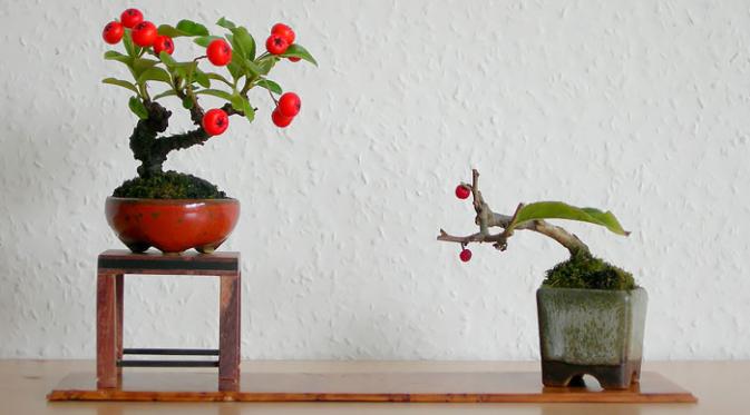  Pyracantha bonsai. (Via: boredpanda.com)
