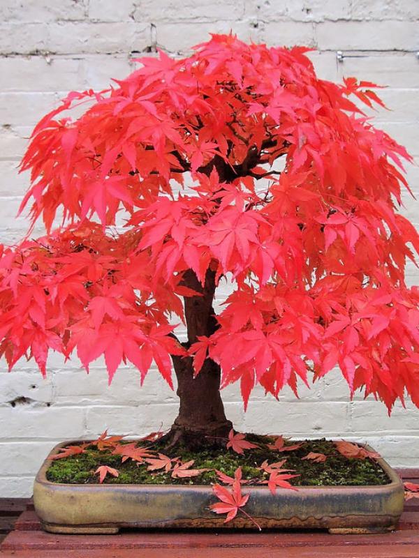 Maple merah bonsai. (Via: boredpanda.com)