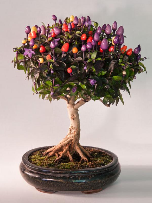Cabai bonsai. (Via: boredpanda.com)