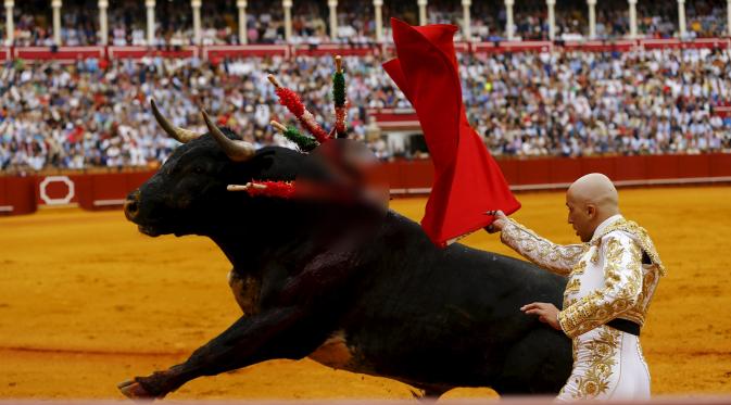 Javier Castano berusaha menaklukan banteng yang menjadi lawannya di arena The Maestranza, ibukota Andalusia, Seville, (17/4). Matador, secara harafiah berarti pembunuh yang sangat ahli di dalam pertarungan melawan banteng. (REUTERS / Marcelo del Pozo) 