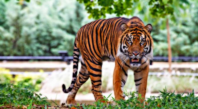 Harimau Sumatera Tertua Didunia, Djelita Disuntik Mati. (Foto: indiasendangered.com)