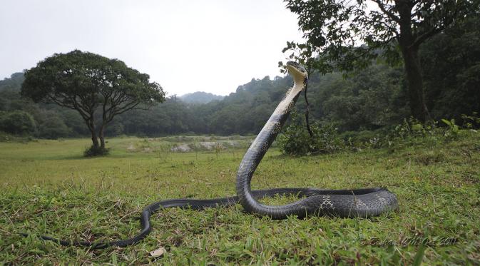  5 Fakta tentang King Kobra. (Foto: .indianaturewatch.net)