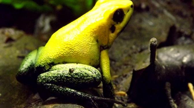 Katak-katak cantik namun beracun | Via: istimewa