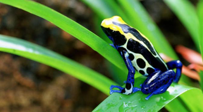 Katak-katak cantik namun beracun | Via: istimewa