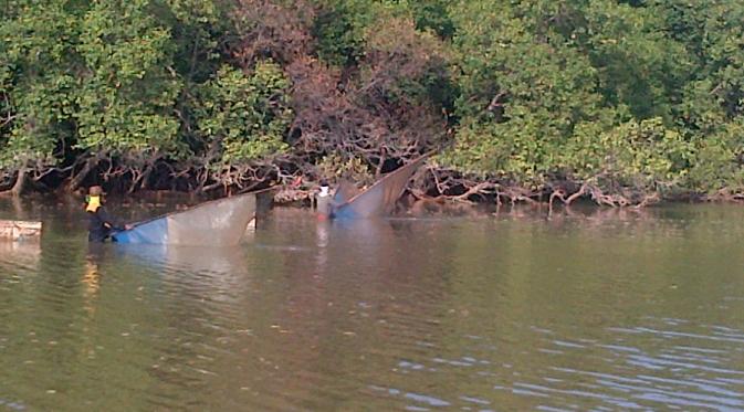 Kawasan mangrove di Batam hanya tersisa empat persen saja. (Liputan6.com/Ajang Nurdin)