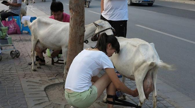 Pemeras susu kambing segar untuk warga kota Beijing. (via: shanghaiist.com)
