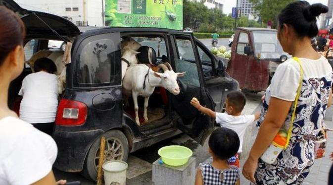 Susu kambing segar dibagikan keseluruh warga kota Beijing. (via: shanghaiist.com)