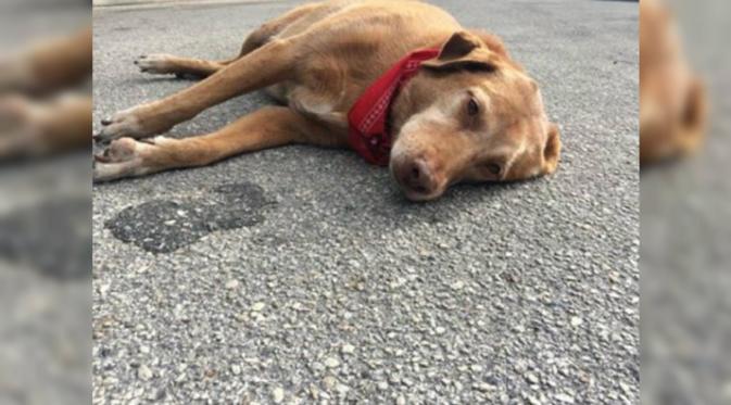 Paco, anjing milik Kelly Black yang tewas akibat tarbak lari. (News.com.au)