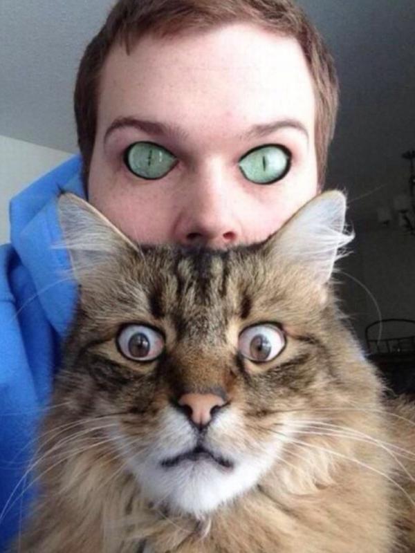 Face swap sama kucing. (Via: imgur.com)