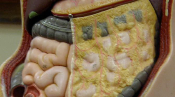 Ilustrasi letak omentum dalam tubuh manusia. Omentum adalah lapisan mirip kain celemek yang membungkus organ-organ rongga perut.(Sumber oustormcrowd.com)