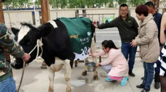 Warga juga diperbolehkan untuk memerah susu sapi sendiri (Shanghaiist.com).