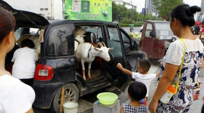 Kambing di tempatkan di dalam mobil agar lebih efisien untuk mendapatkan susu segar (dfic.cn).