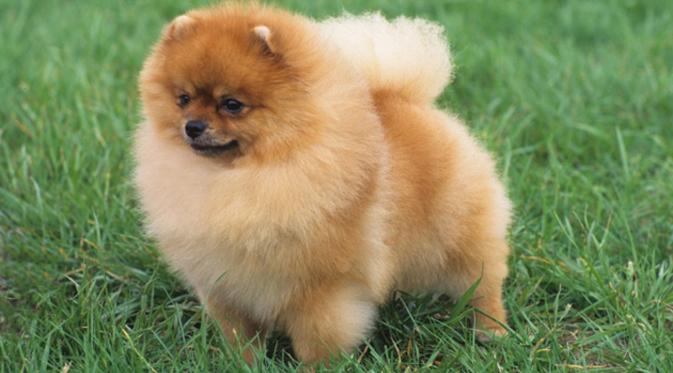Anjing Pomeranian. Foto: via vetstreet.com