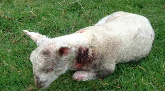 Salah satu domba yang terluka karena diserang oleh anjing (Isobel Bowden/Facebook).