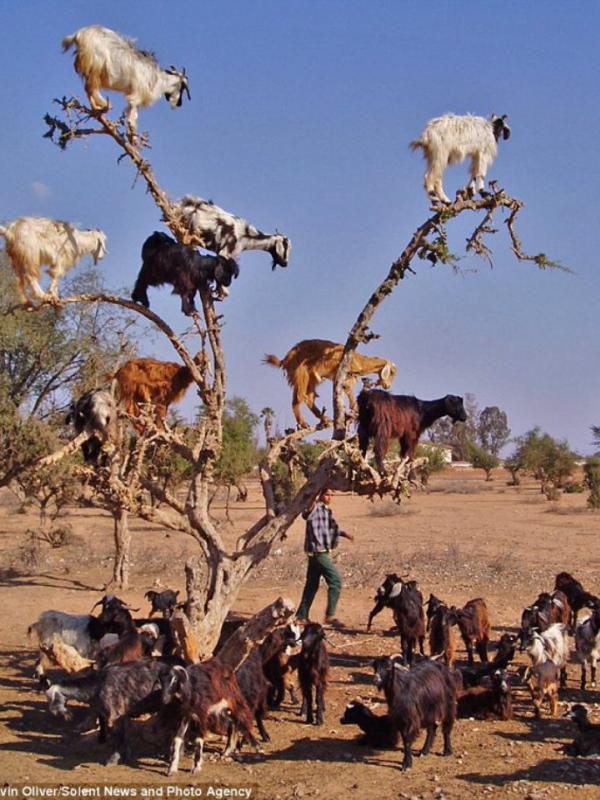 Kambing di Maroko dikenal suka memanjat pohon. (Gavin Oliver)