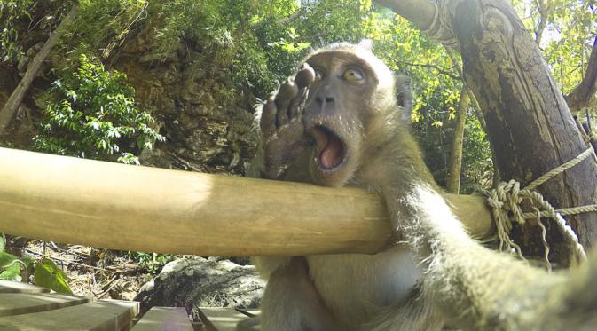 George si monyet. Maukah berjumpa dengannya di Thailand? (Martin Karner)